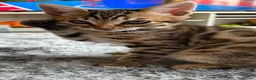 Bengal cats for sale: ✨ Beautiful Bengal Kittens✨ - Advert 26