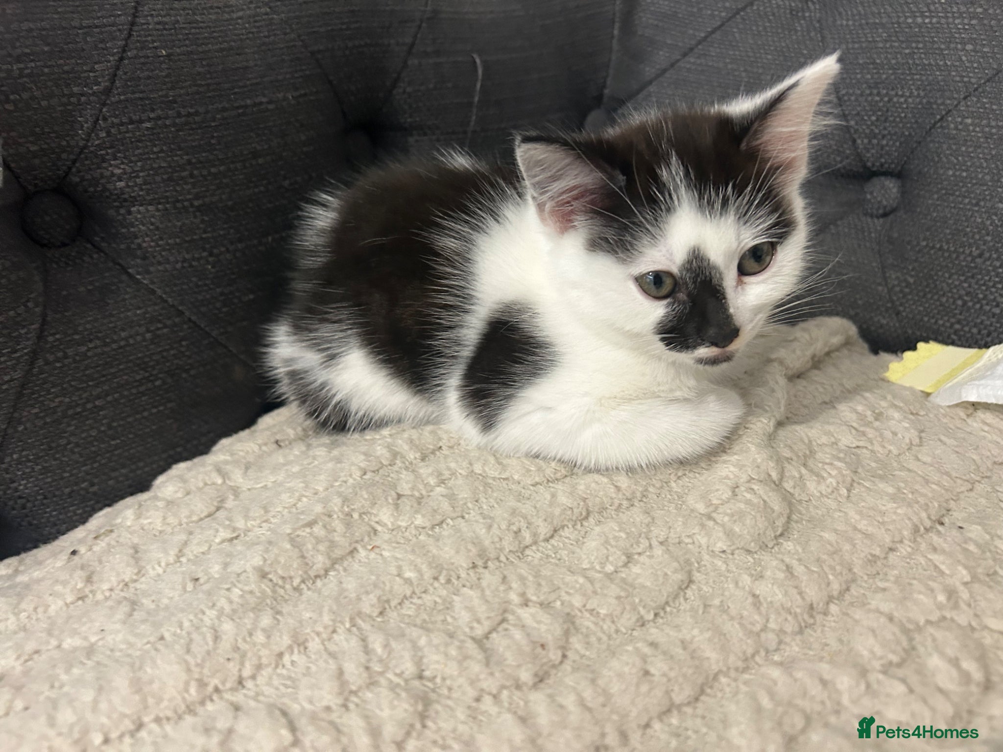 British Shorthair cats Black and white female - Advert 3