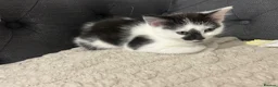 British Shorthair cats for sale: Black and white female - Advert 1