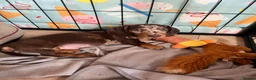 Dachshund dogs for sale: Dachshund puppies for sale  - Advert 31