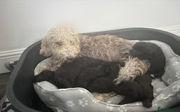 Bedlington Terrier dogs for sale: Bedlington terrier  - Image 2