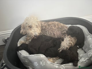 Bedlington Terrier dogs - Advert 7