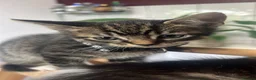 Mixed Breed cats for sale: 5 healthy and playful kittens  - Advert 3