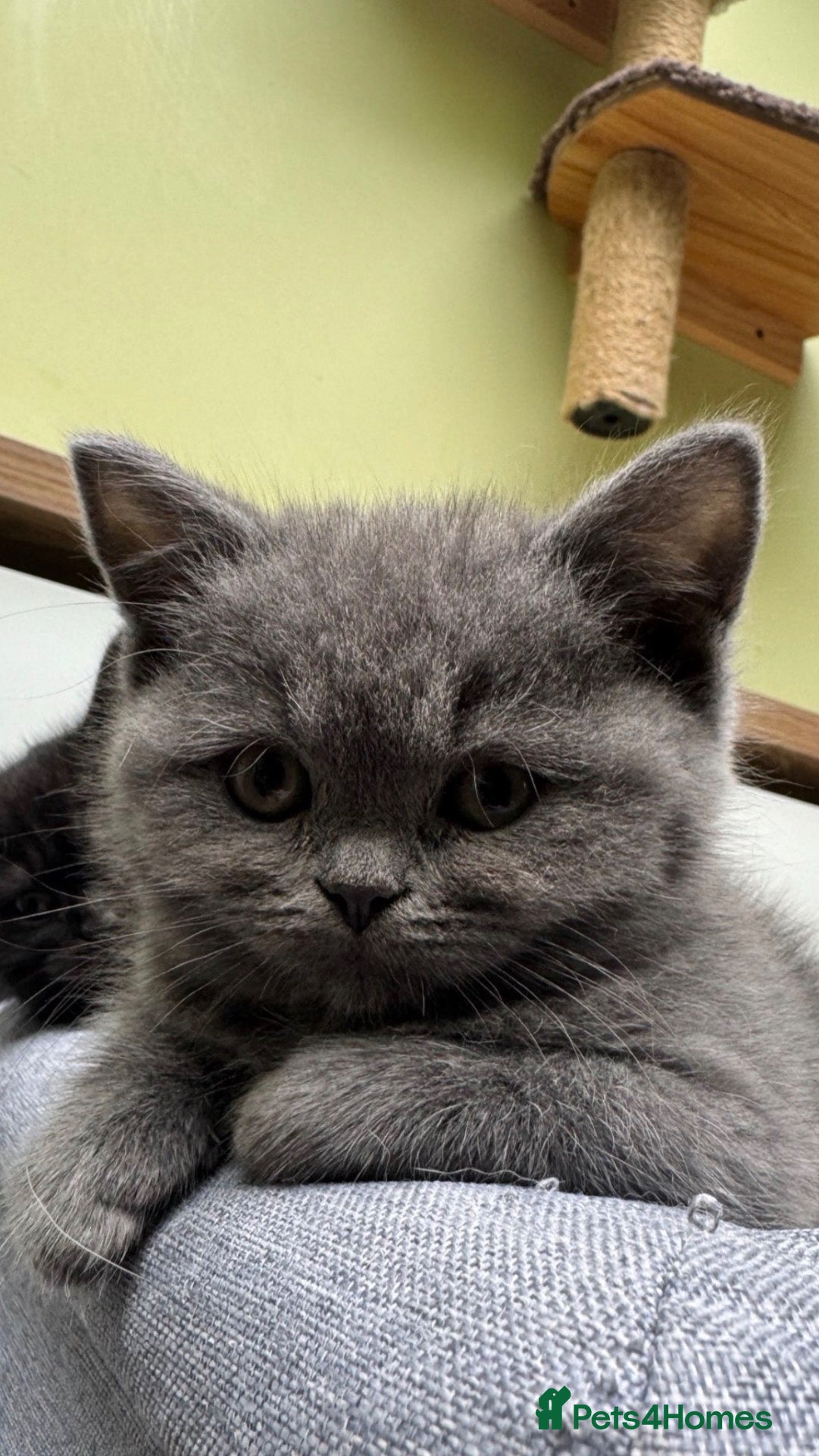 British Shorthair cats Weekend ready!! BSH / Scottish striaghts - Advert 2