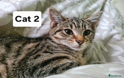 Domestic Shorthair cats for sale: 3 beatiful kittens for the price £200 altogether - Image 3