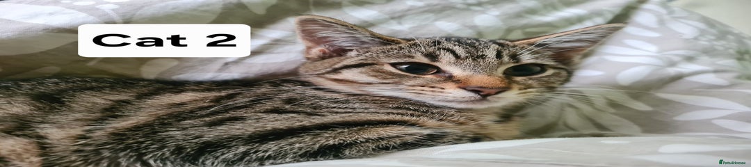 Domestic Shorthair Kitten 2
