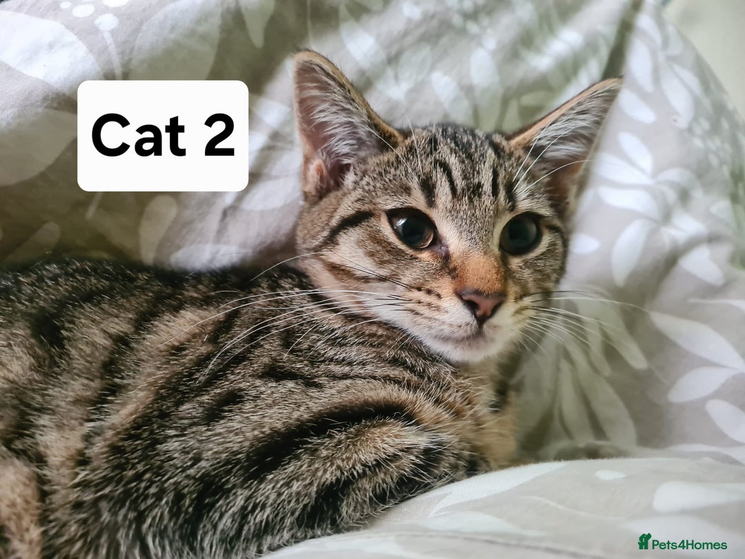 Domestic Shorthair cats for sale: 3 beatiful kittens for the price £200 altogether - Image 3