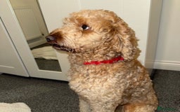 Irish Doodle dogs for sale: Irish Doodle - Image 4