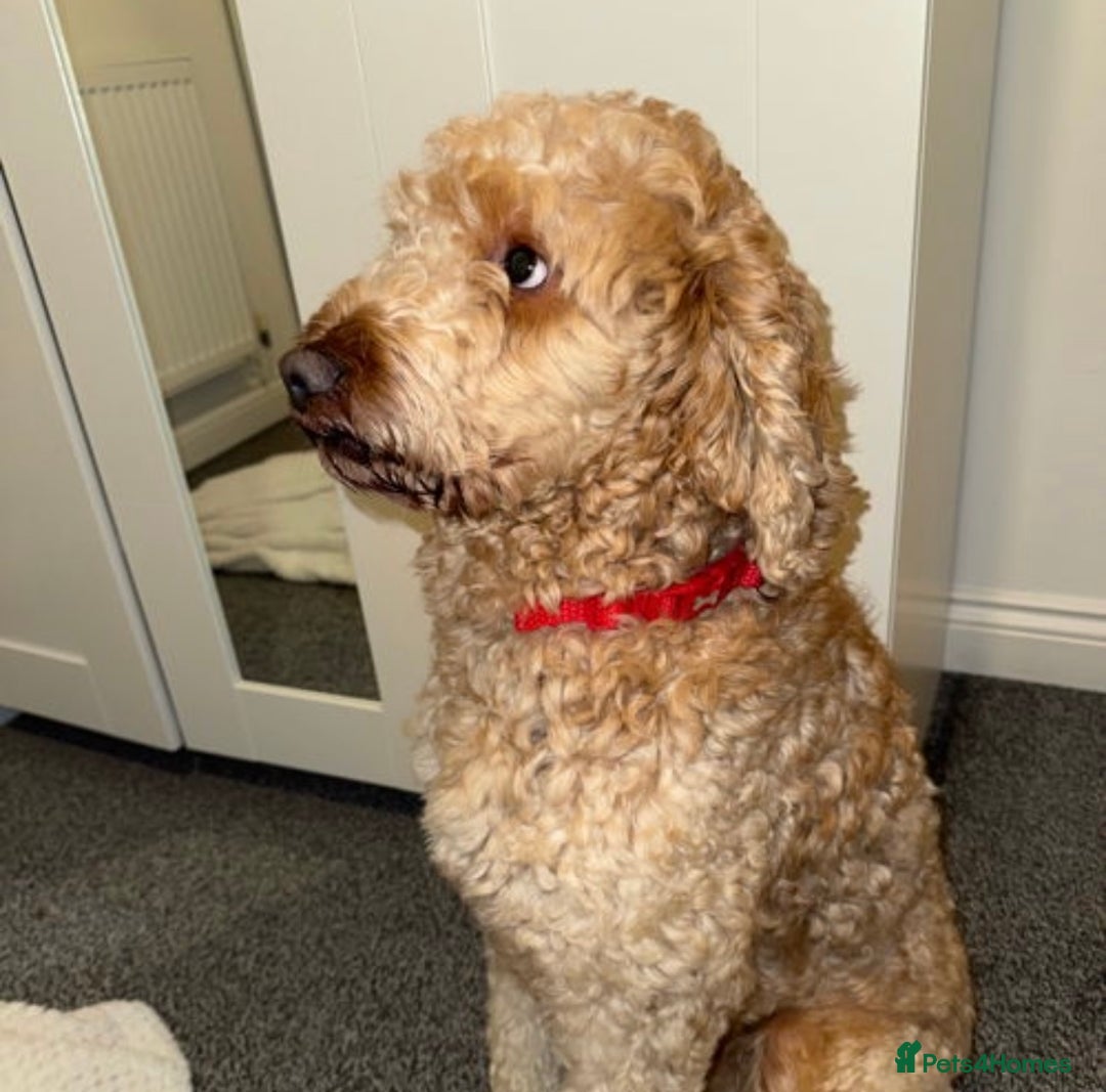 Irish Doodle dogs for sale: Irish Doodle - Image 4