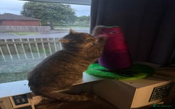 Domestic Shorthair cats for sale: Gorgeous grey tabby female. - Image 6