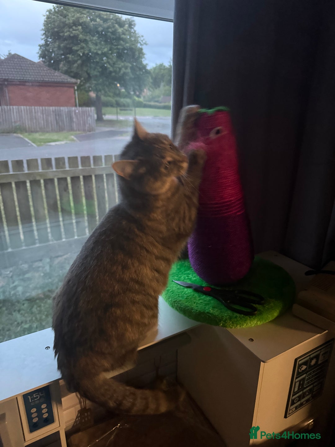 Domestic Shorthair cats for sale: Gorgeous grey tabby female. - Image 6