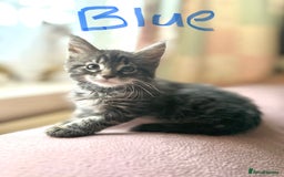 Maine Coon cats for sale: Maine Coon Kittens **READY TO LEAVE** - Image 21