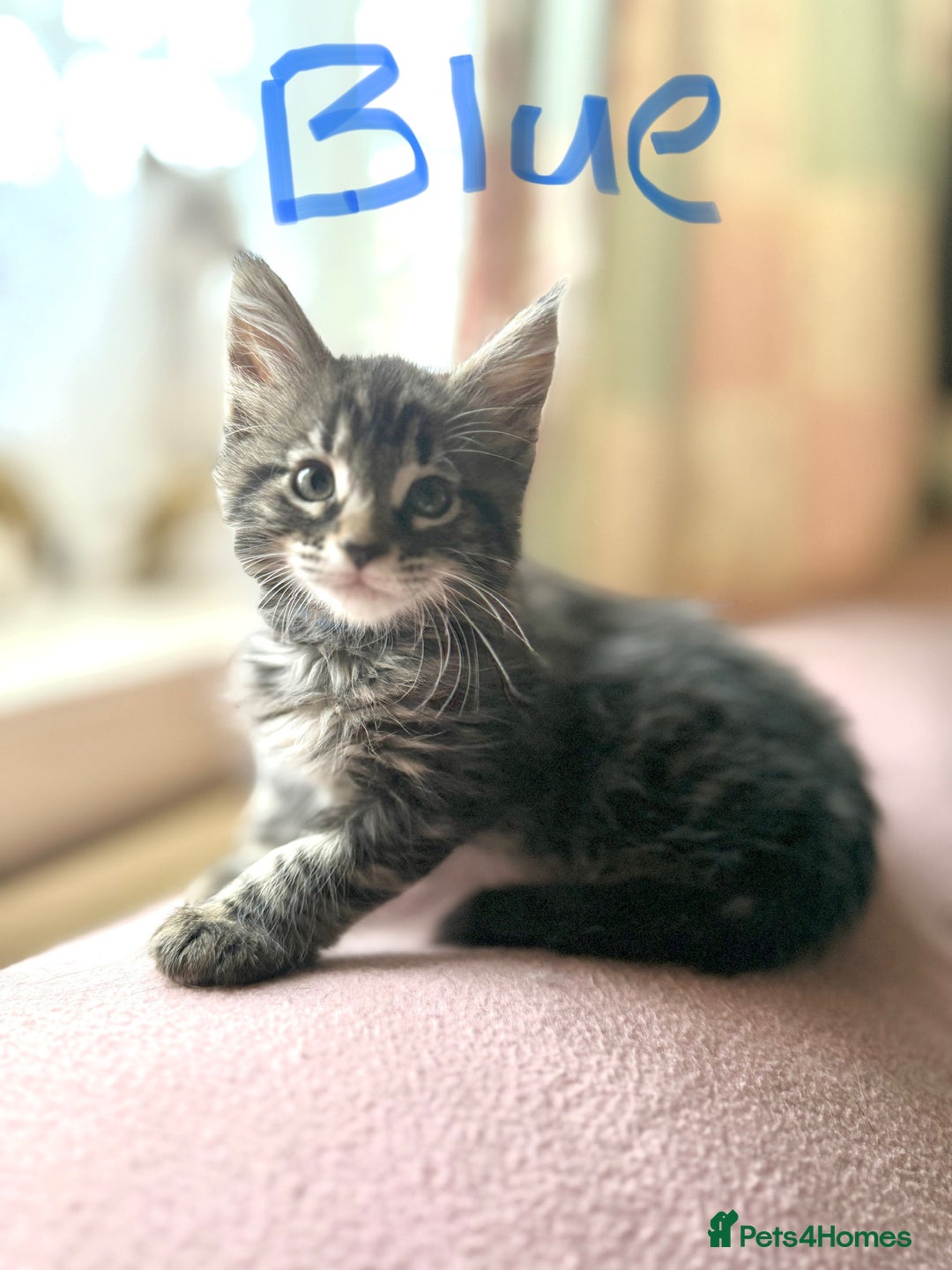 Maine Coon cats for sale: Maine Coon Kittens **READY TO LEAVE** - Image 21