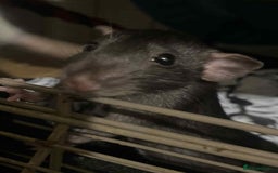 Rat rodents for sale: 4 loving females :) - Advert 5