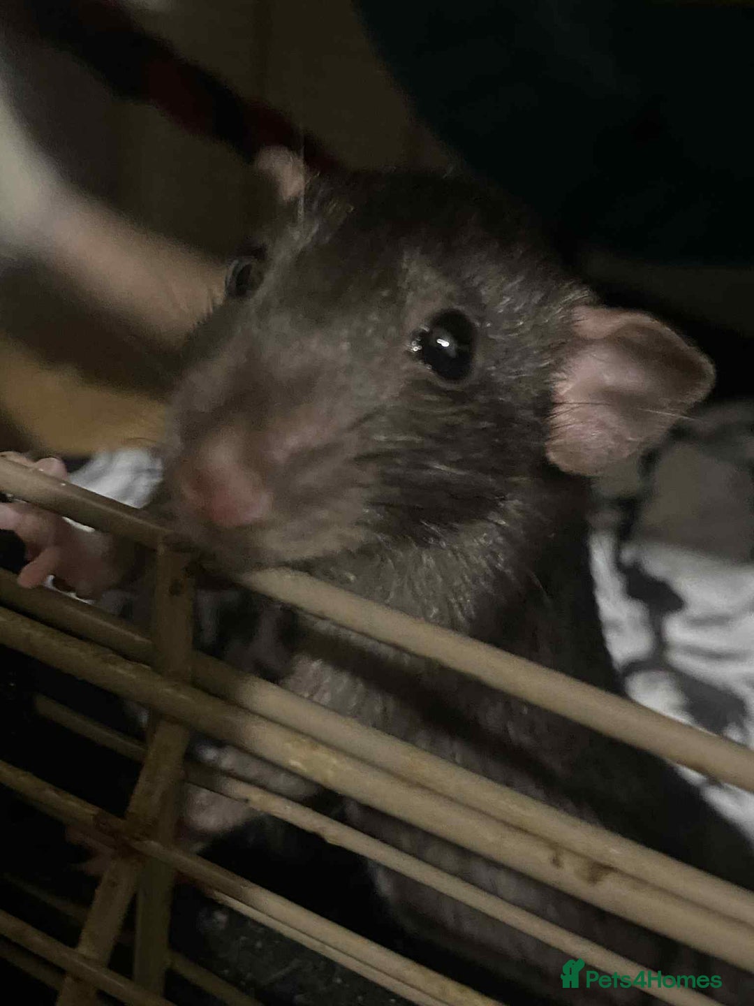 Rat rodents for sale: 4 loving females :) - Advert 5