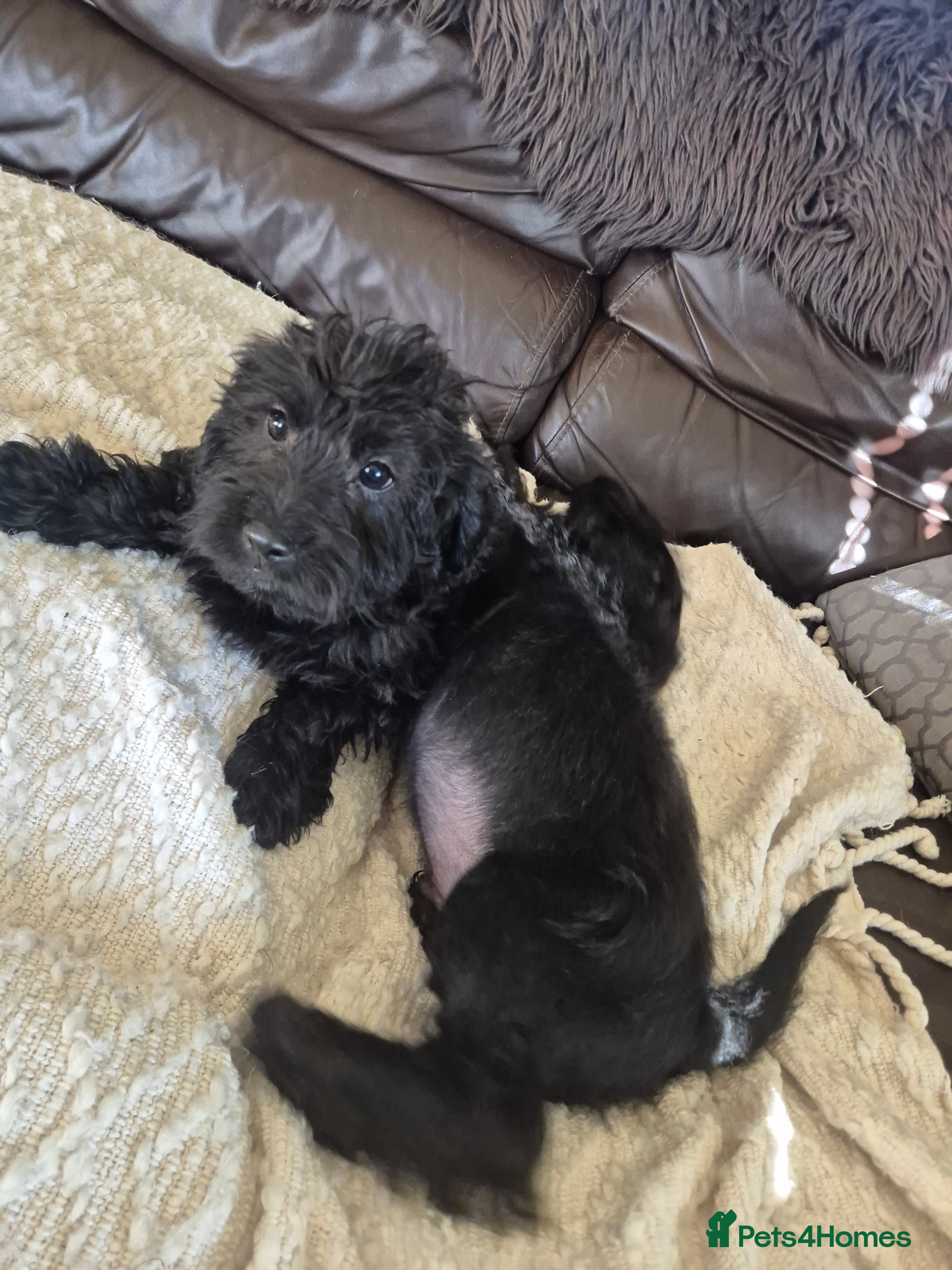 Labradoodle dogs for sale: Beautiful MINIATURE Labradoodles !  - Advert 2