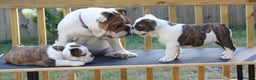 English Bulldog dogs for sale: English Bulldog Boy, 14 Weeks For Sale - Advert 2