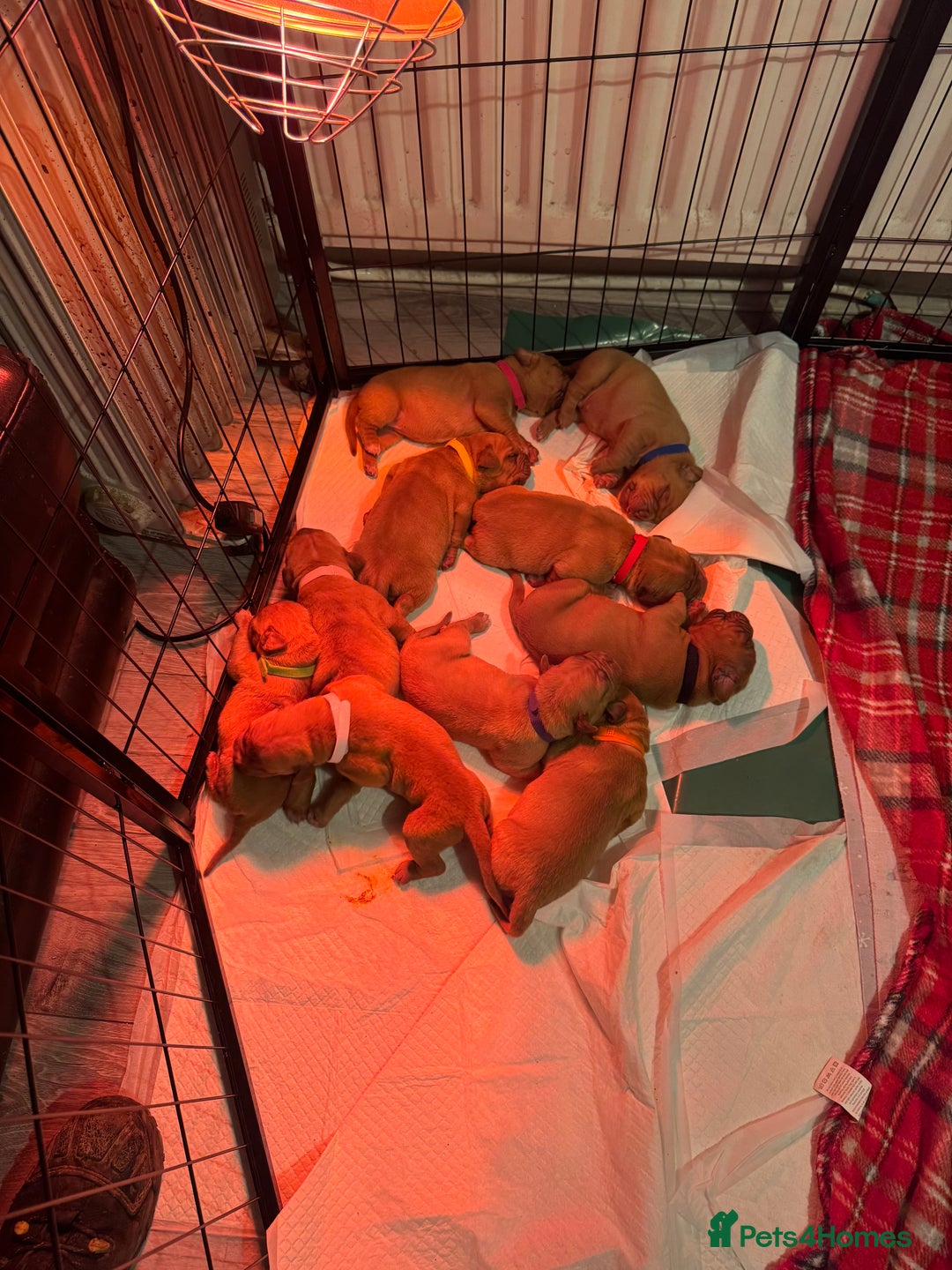 Dogue De Bordeaux dogs for sale: Dogue de Bordeaux pups for sale - Advert 25