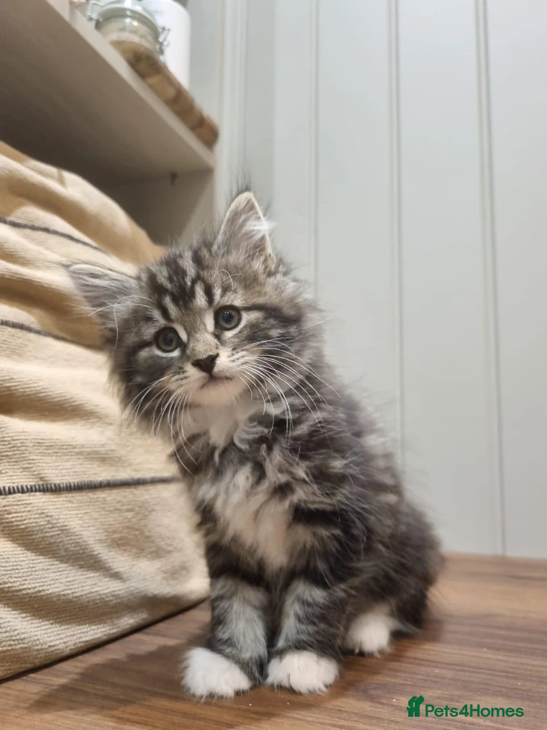 Maine Coon cats for sale: Gorgeous Maine Coon X Kittens-Litter of 7 - Advert 1