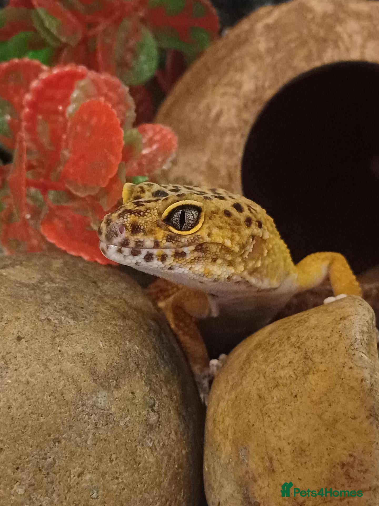 Leopard Gecko reptiles Female Leopard gecko  - Advert 1