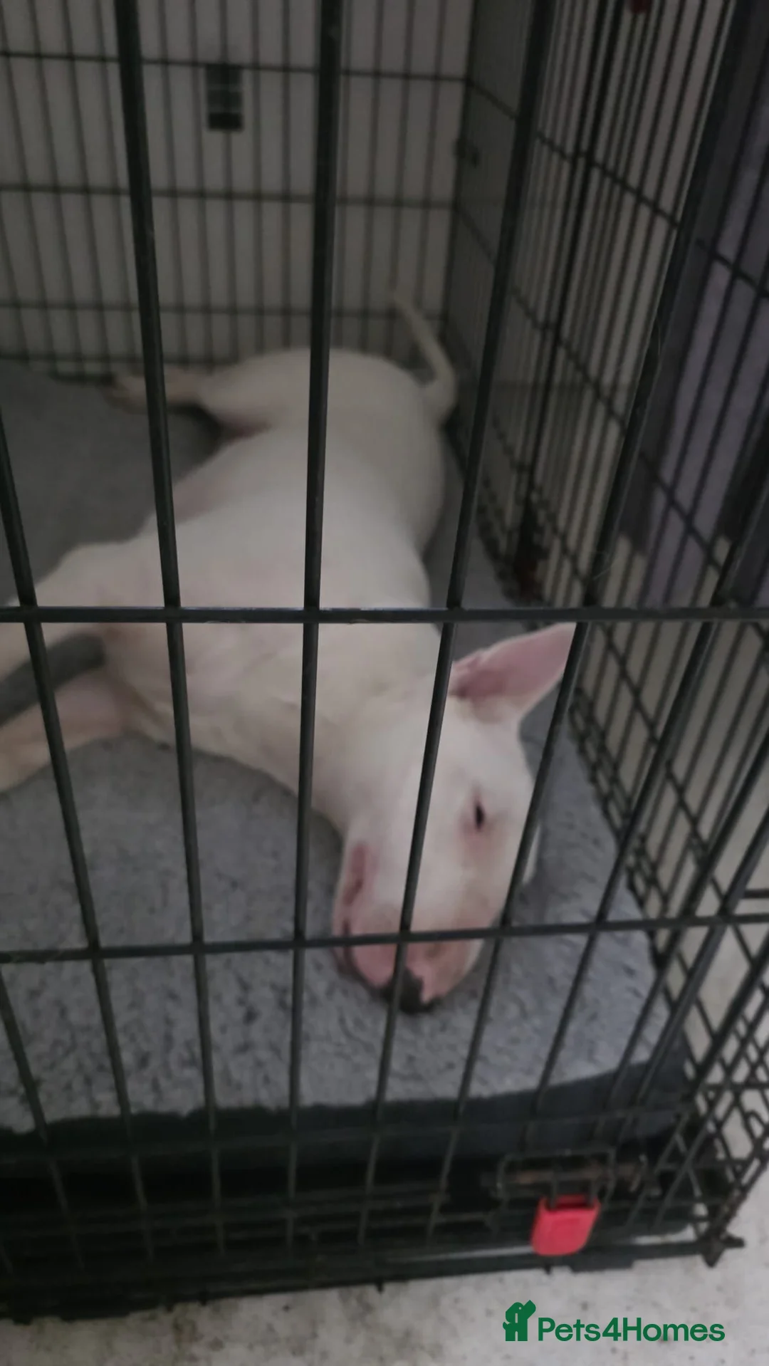English Bull Terrier dogs for sale: English bullterrier 13 months old for sale  - Advert 2