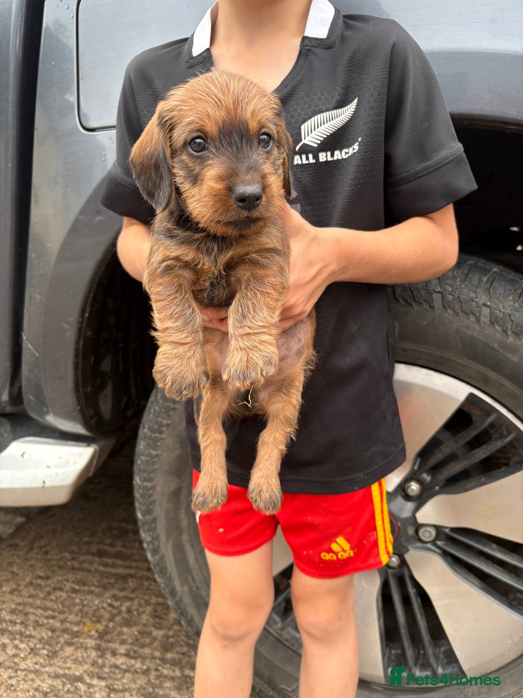 Dachshund dogs for sale: Wirehaired Dachshund (Teckel) Pups  - Image 18