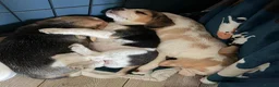 Beagle dogs for sale: Cloud-Soft Cuddles – Beagle Puppies for Sale in Liverpool - Advert 4