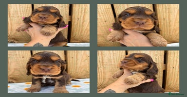 Cocker Spaniel dogs - Advert 1