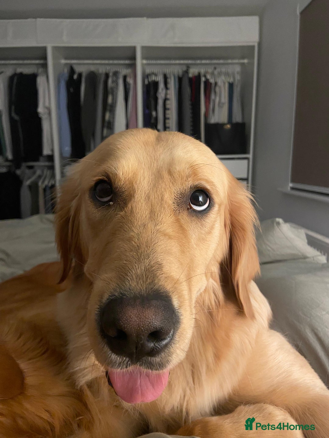 Golden Retriever dogs for sale: Golden Retriever Puppies  - Advert 7