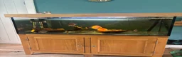 Discus fish for sale: Discus  in Stockport - Advert 2