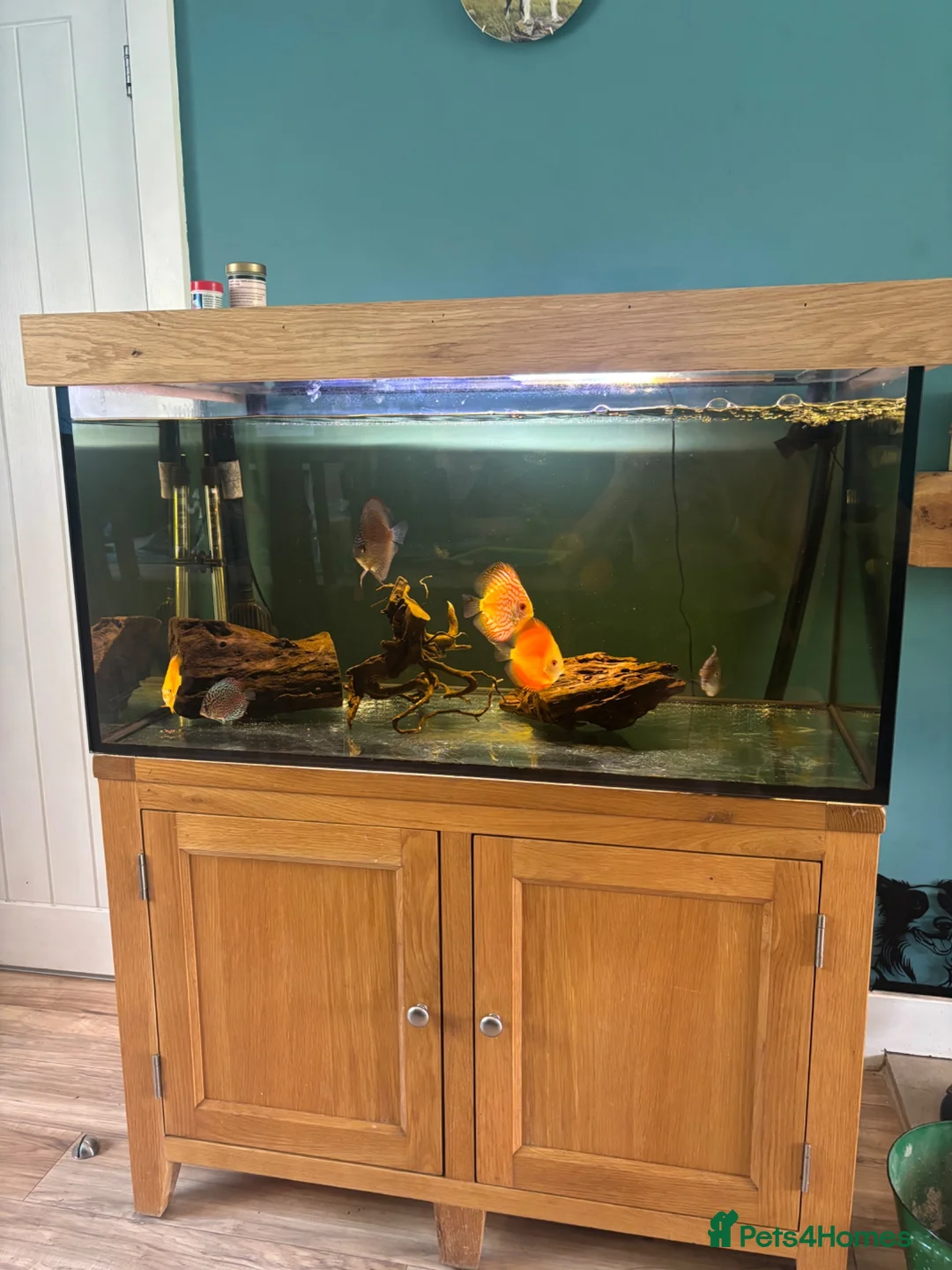 Discus fish for sale: Discus  in Stockport - Advert 2
