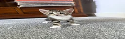 Mixed Breed cats for sale: Tabby Kittens For Sale - Advert 26