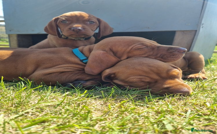 Hungarian Vizsla dogs - Advert 1