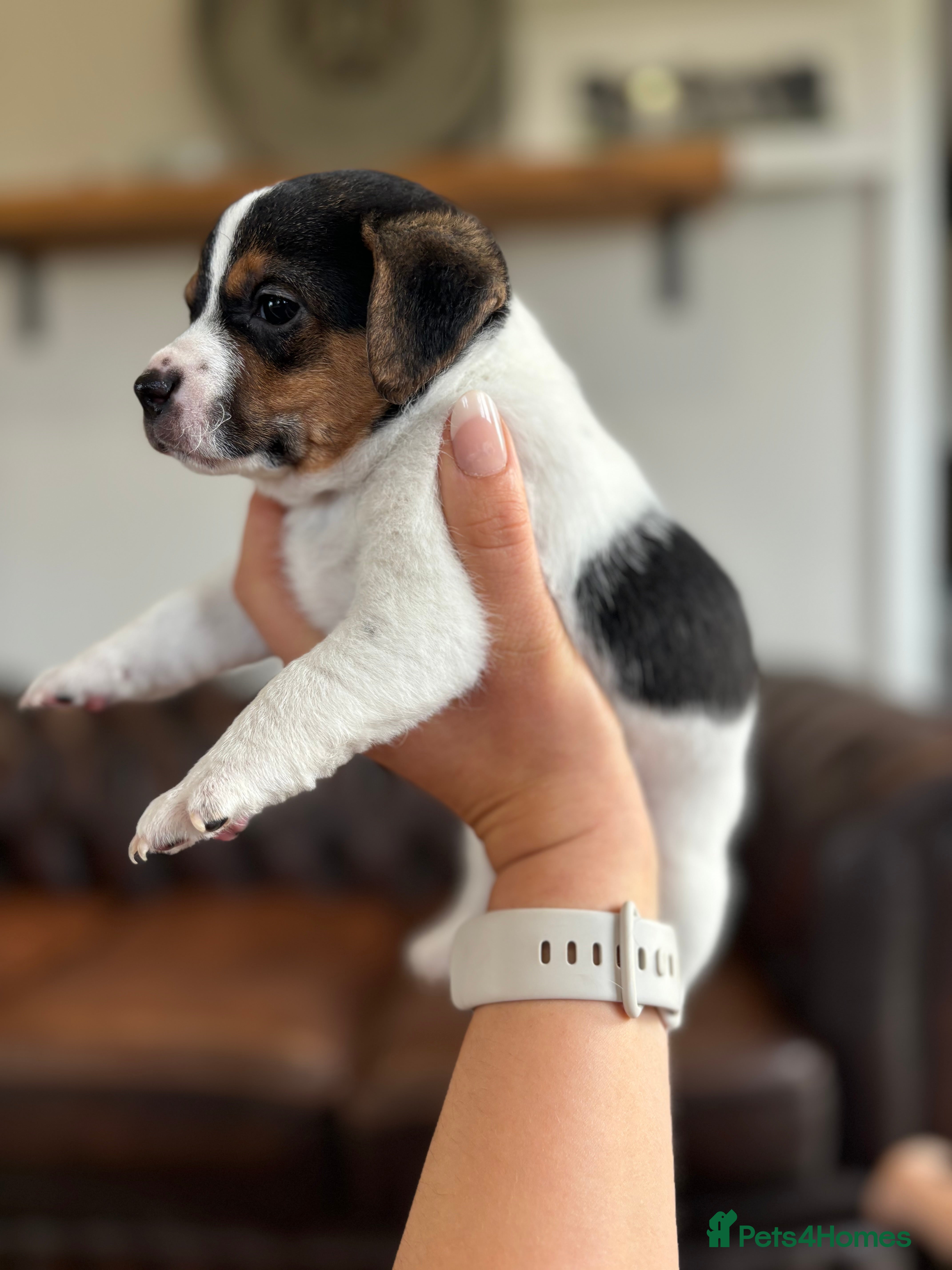 Jack Russell dogs Jack Russell puppies  - Advert 1