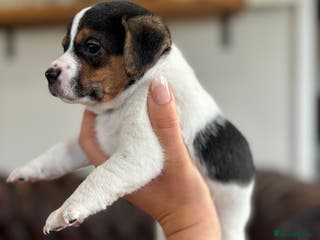 Jack Russell dogs Jack Russell puppies - Advert 7