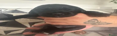 Black girl with white paw 