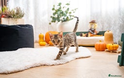 Bengal cats for sale: Bailey-TICA Bengal Girl, Excellent Genetic & Look - Image 9