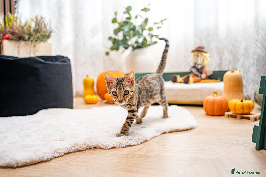 Bengal cats for sale: Bailey-TICA Bengal Girl, Excellent Genetic & Look - Image 9