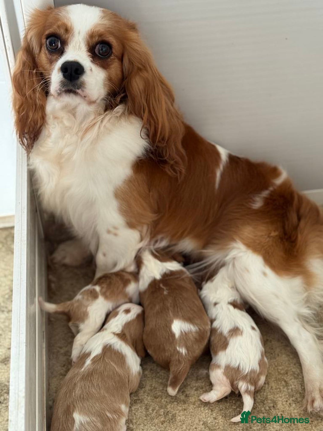 Cavalier King Charles Spaniel dogs for sale: Beautiful Blenheim Cavalier King Charles puppies - Image 7