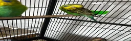 Budgerigars birds for sale: Beautiful Home Bred Young Budgies - Advert 3