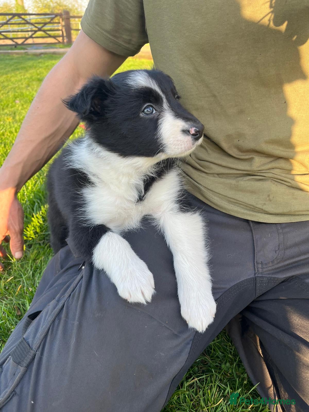 Border Collie dogs Border collie puppy’s  - Advert 1