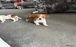 Jack Russell dogs for sale: Adorable Short Legged Jack Russell Puppies - Image 5