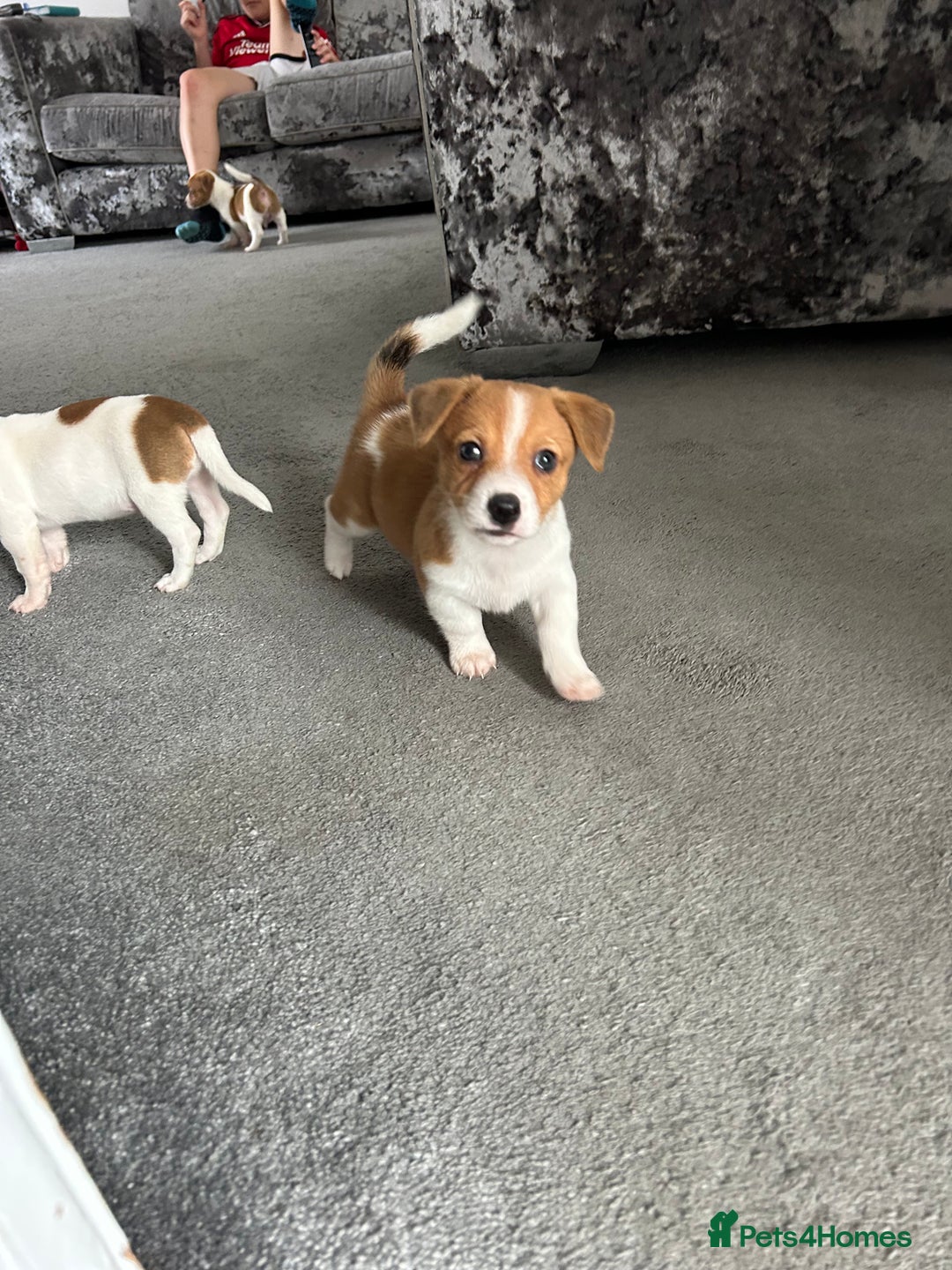 Jack Russell dogs for sale: Adorable Short Legged Jack Russell Puppies - Image 5