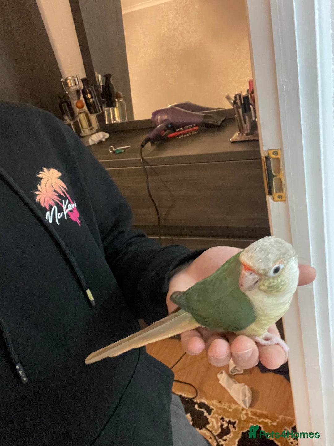 Conures birds for sale: 100% Silly tame conure  - Advert 10