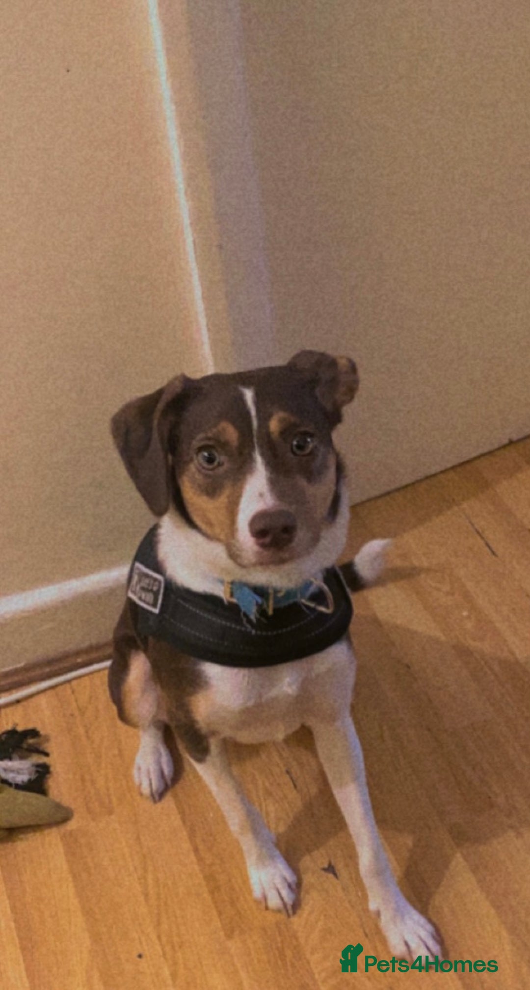 Mixed Breed dogs for sale: Gigi Valton - Image 3