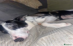 Border Collie dogs for sale: Beautiful female border collie  - Image 2