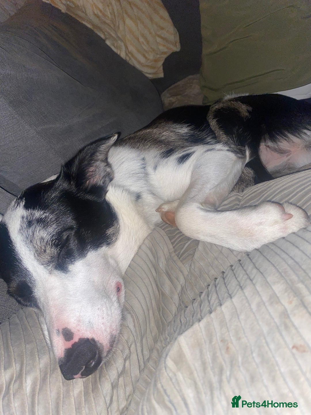 Border Collie dogs for sale: Beautiful female border collie  - Image 2