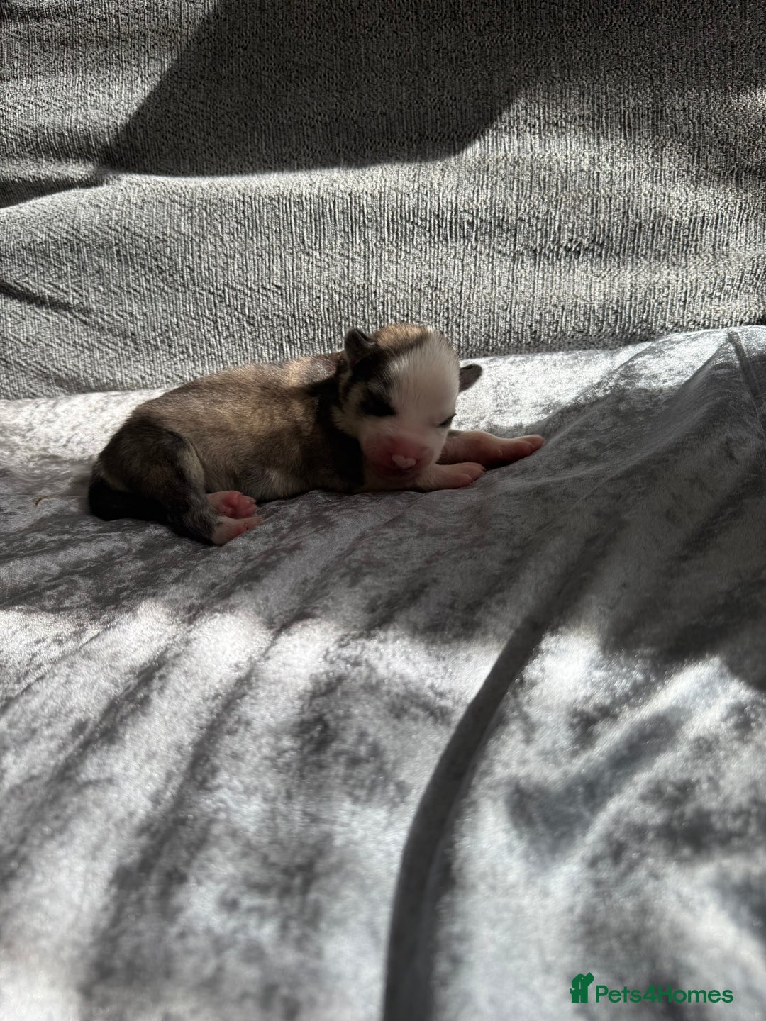 Siberian Husky dogs for sale: 2 stunning Siberian husky puppies for sale - Image 4