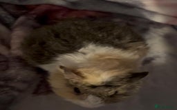 Guinea Pig rodents for sale: Gorgeous Baby Piggies 3 x Girls - Image 4