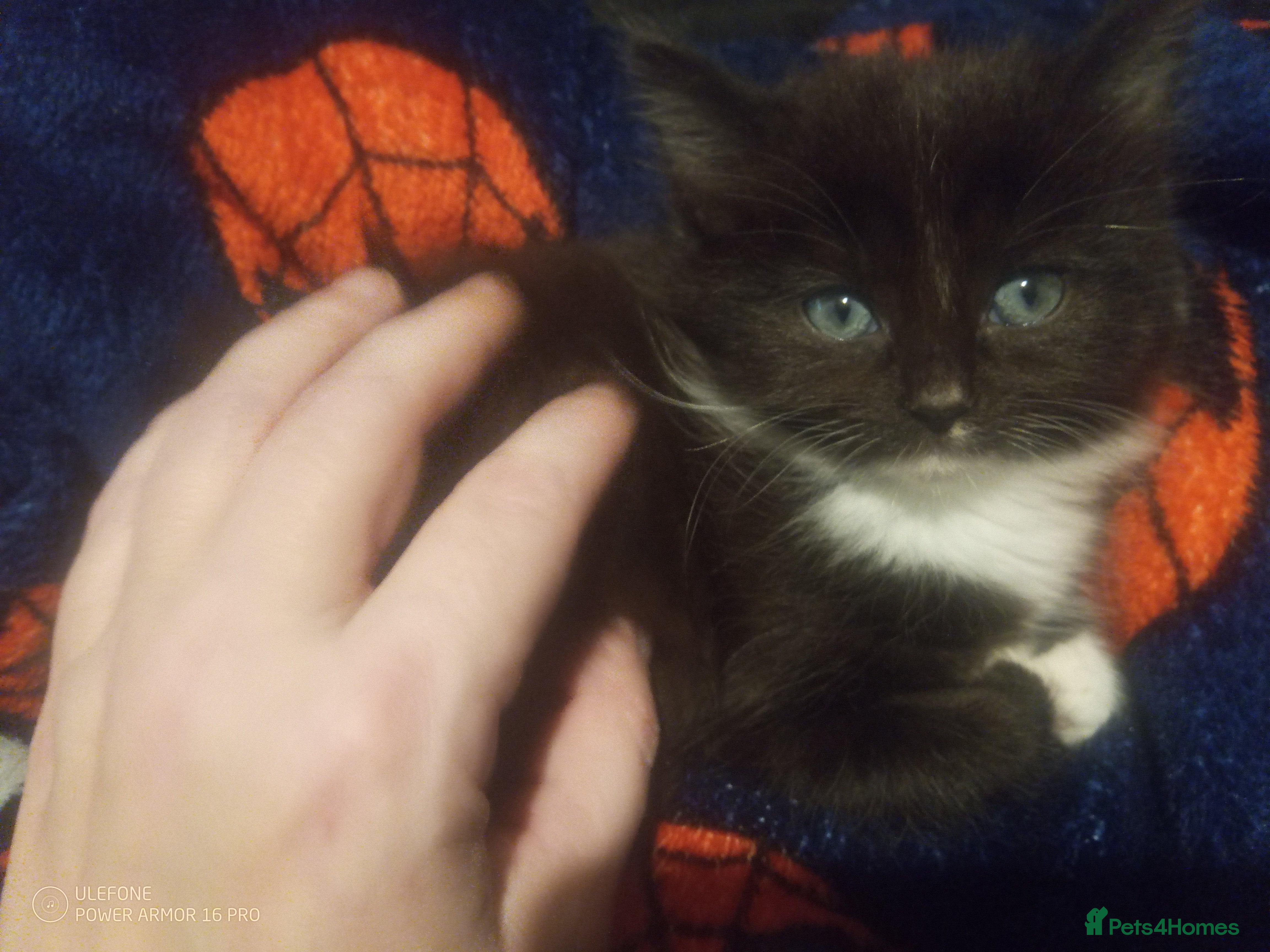 Mixed Breed cats Last Floofy Black & White Girl - Advert 4